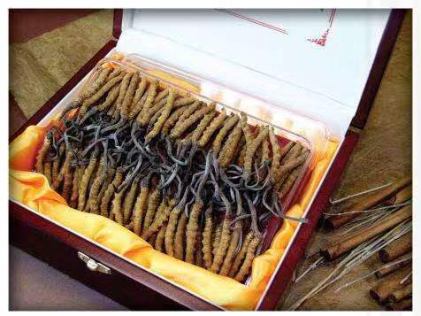 班玛冬虫夏草回收